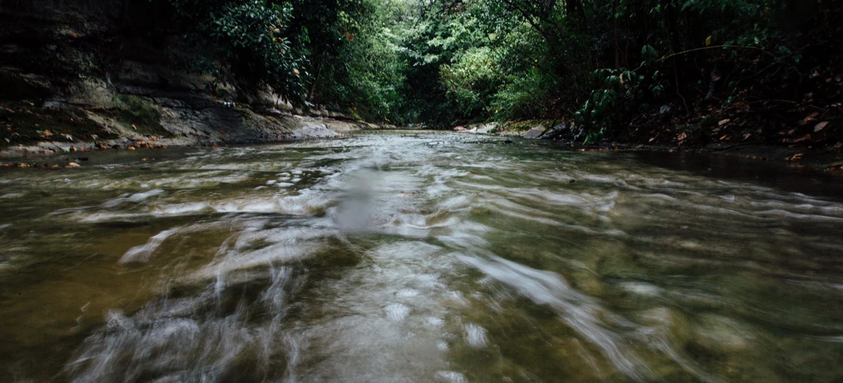 The creek running through Elmwood Parkway, shallow water under an overhanging tree canopy.